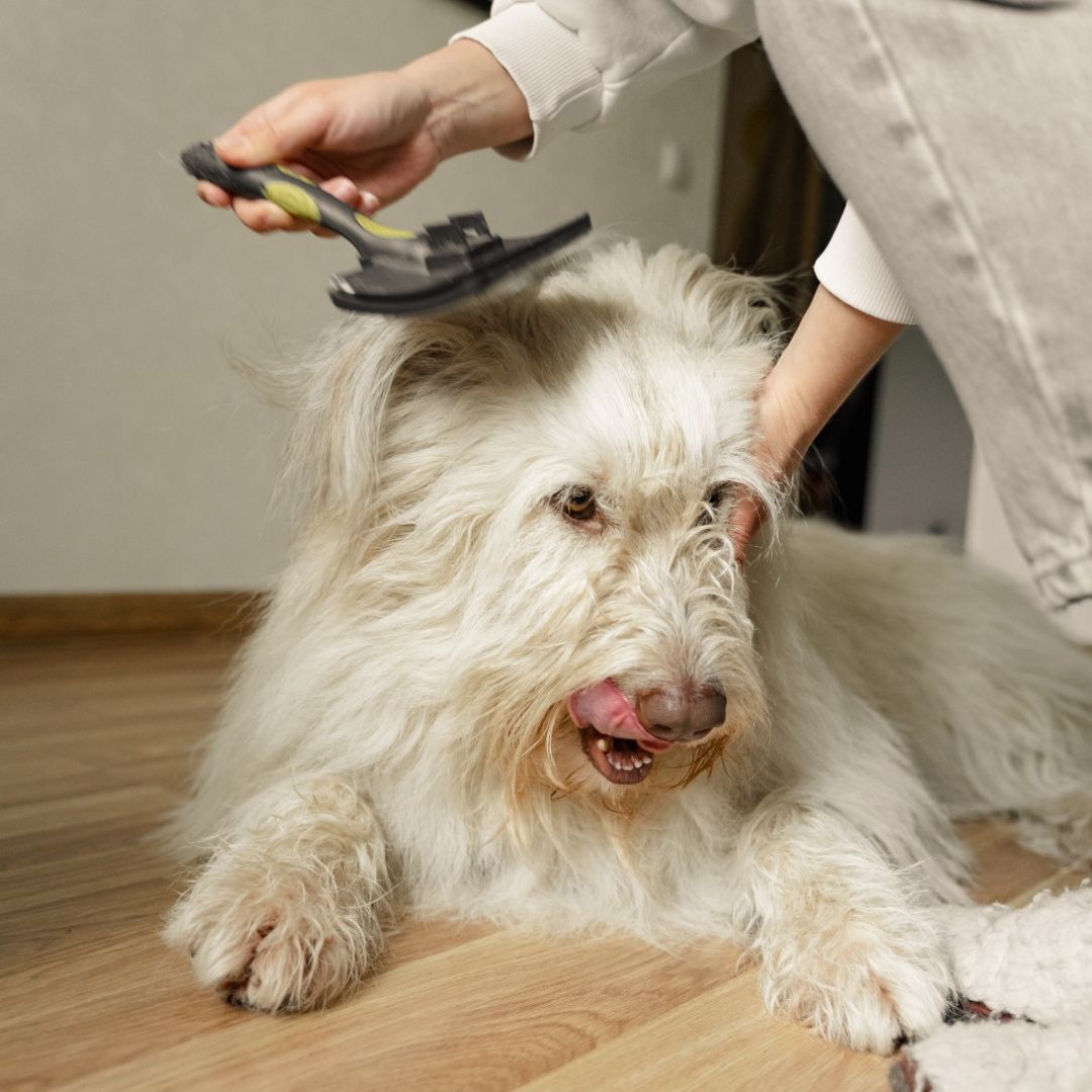 How to Groom Your Dog at Home Like a Pro MrFluffyFriend™