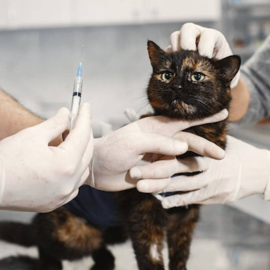 Cat Microchip