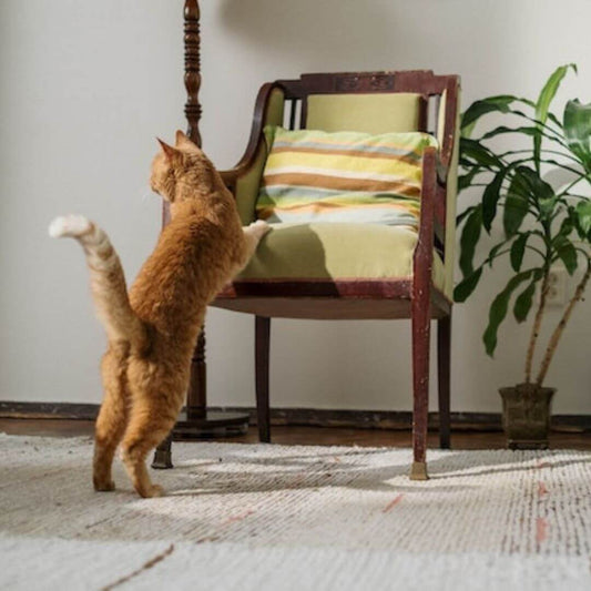 cat scratches furniture