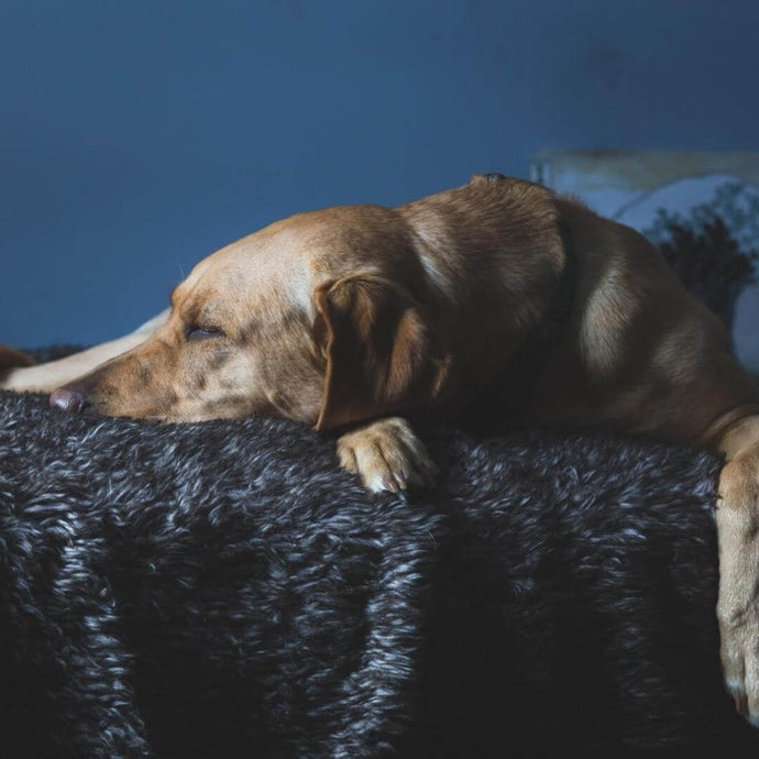 7 Natural Ways To Reduce Your Dog's Anxiety