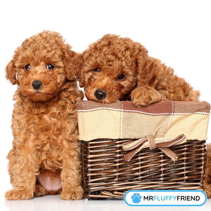 Expert Tips on How to Prevent Separation Anxiety in Puppies