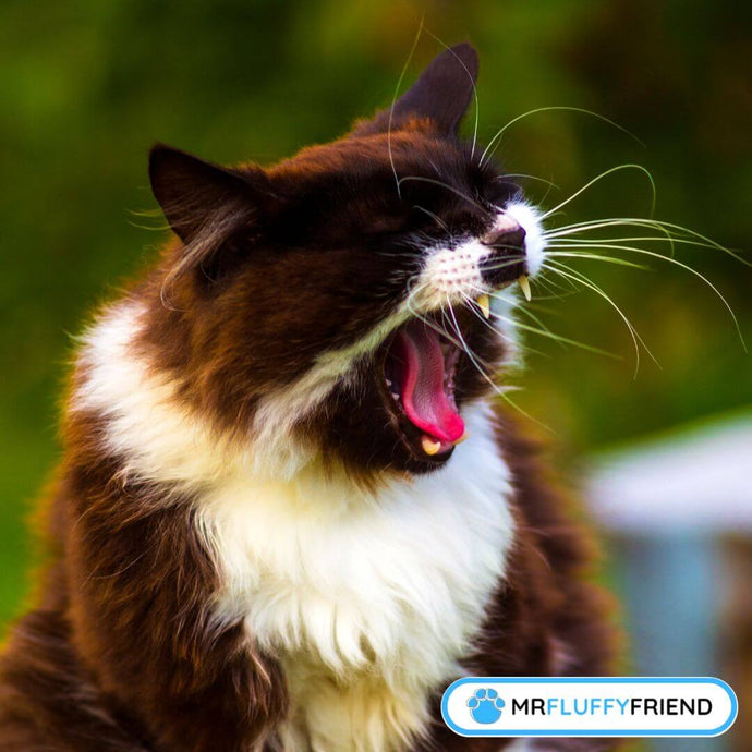 Why Is My Cat Sneezing So Much?