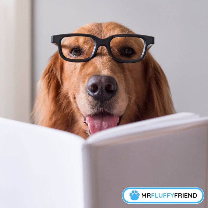 Top 10 Smartest Dog Breeds According to Science