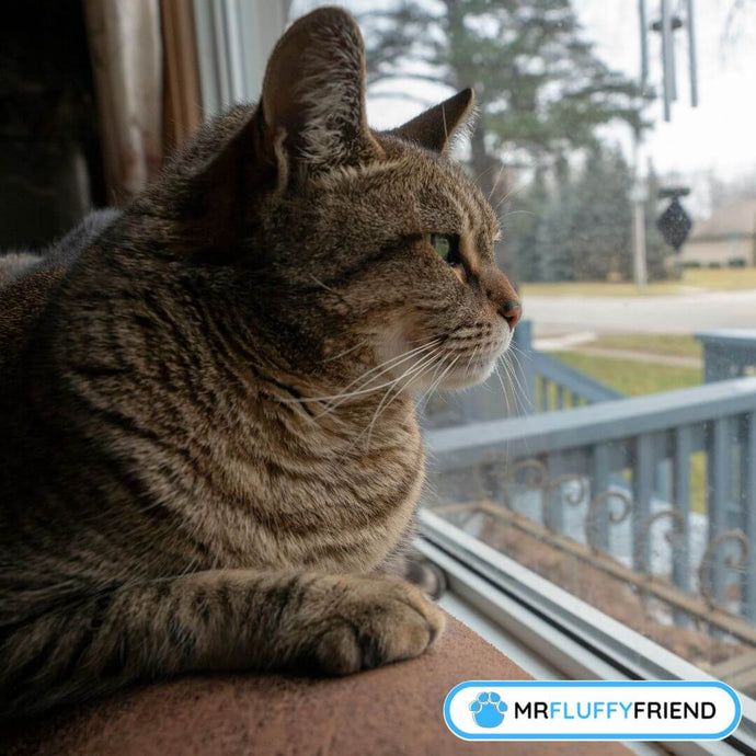 How Long Can You Leave a Cat Alone?