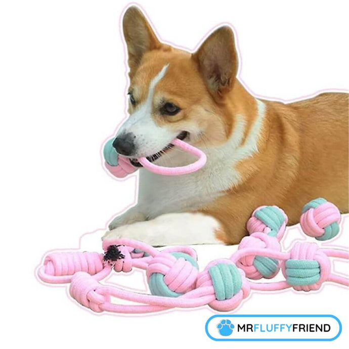 Teeth Cleaning for Dogs: Tips and the Best Toy