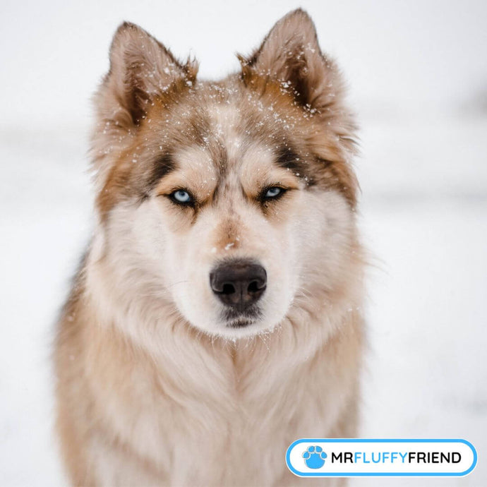 Winter Dog Breeds: Best Dogs for Cold Weather and Snow