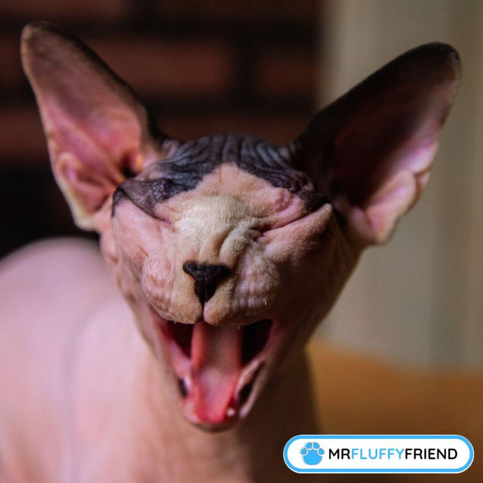 What Causes a Cat to Sneeze? Common Reasons and Solutions