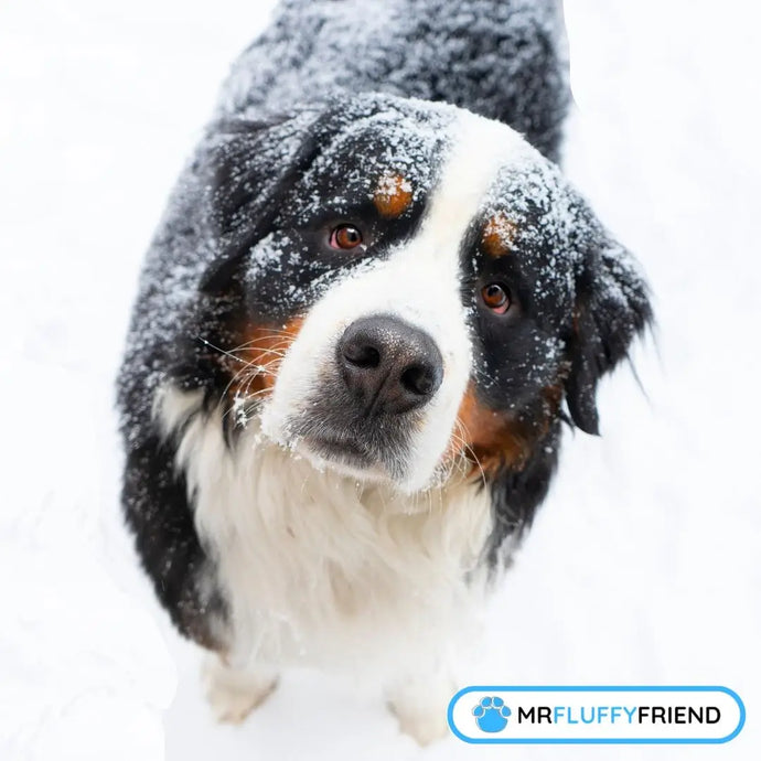 Winter Grooming for Dogs: Keep Your Pup Healthy and Happy!
