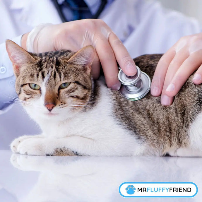 Is My Cat Sick? Decode Winter Warning Signs Now