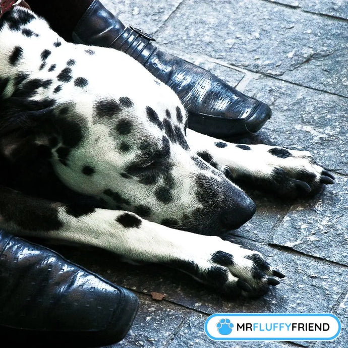 Why Does My Dog Sleep at My Feet?