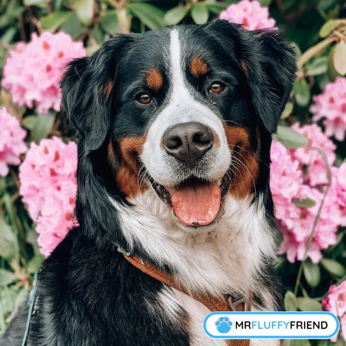 What Are the Biggest Dog Breeds? 10 Giants