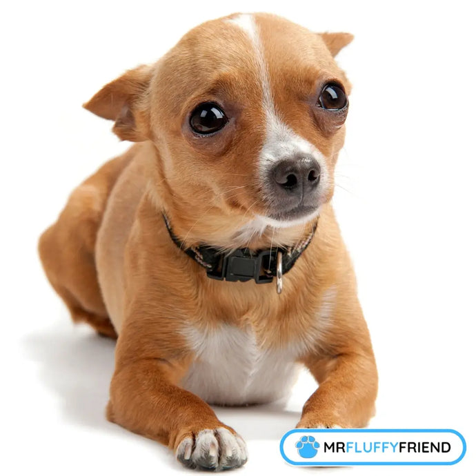 Dog Separation Anxiety Training: 6 Tips That Actually Work