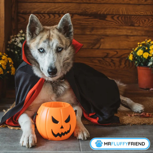 Featured image for a blog "What To Do if Your Dog Has Eaten Chocolate" with a husky wearing a black and red cape poses as a vampire, sitting on a porch with a pumpkin bucket