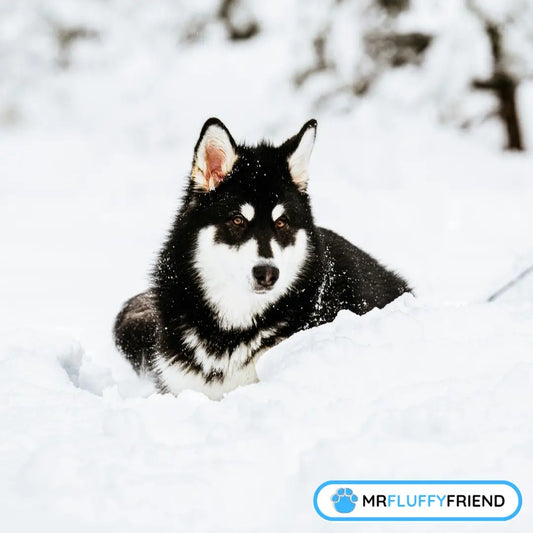 Featured image for blog "The Ultimate Guide to Cold Weather Dog Breeds"  with a fluffy black and white husky with alert ears sits in a snowy landscape