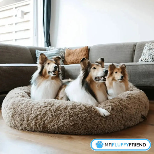 Three Sheltie dogs sitting together comfortably in a large, brown calming donut bed in a modern living room.