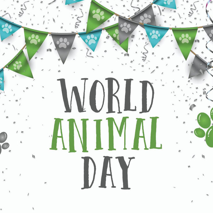 World Animal Day: 10 Gifts for Your Fluffy Friends