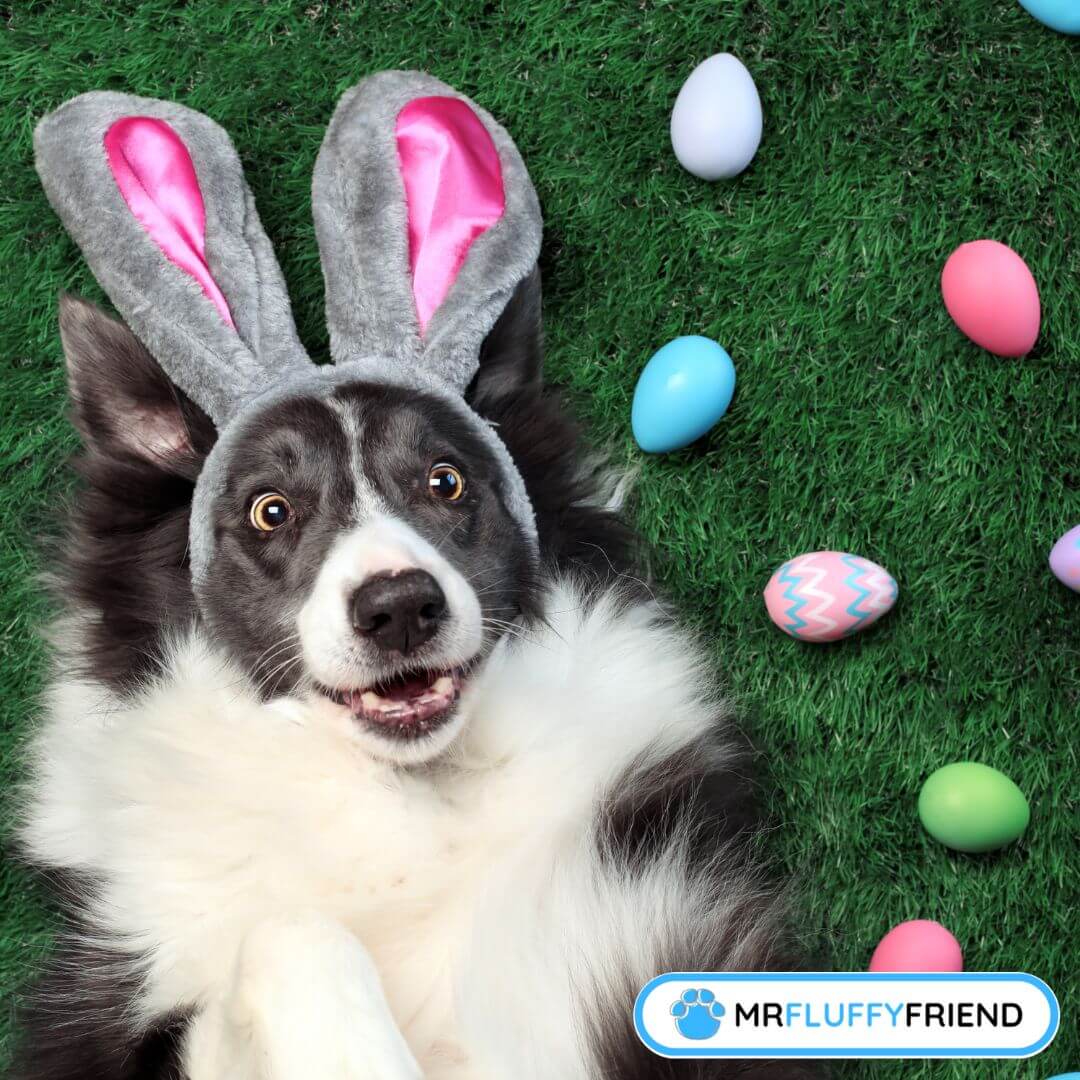 Eggcellent Easter Basket Ideas for Pets MrFluffyFriend™