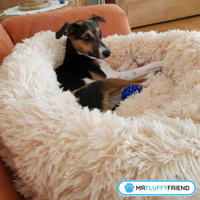 The Ultimate Guide to our Anxiety Relieving Pet Bed