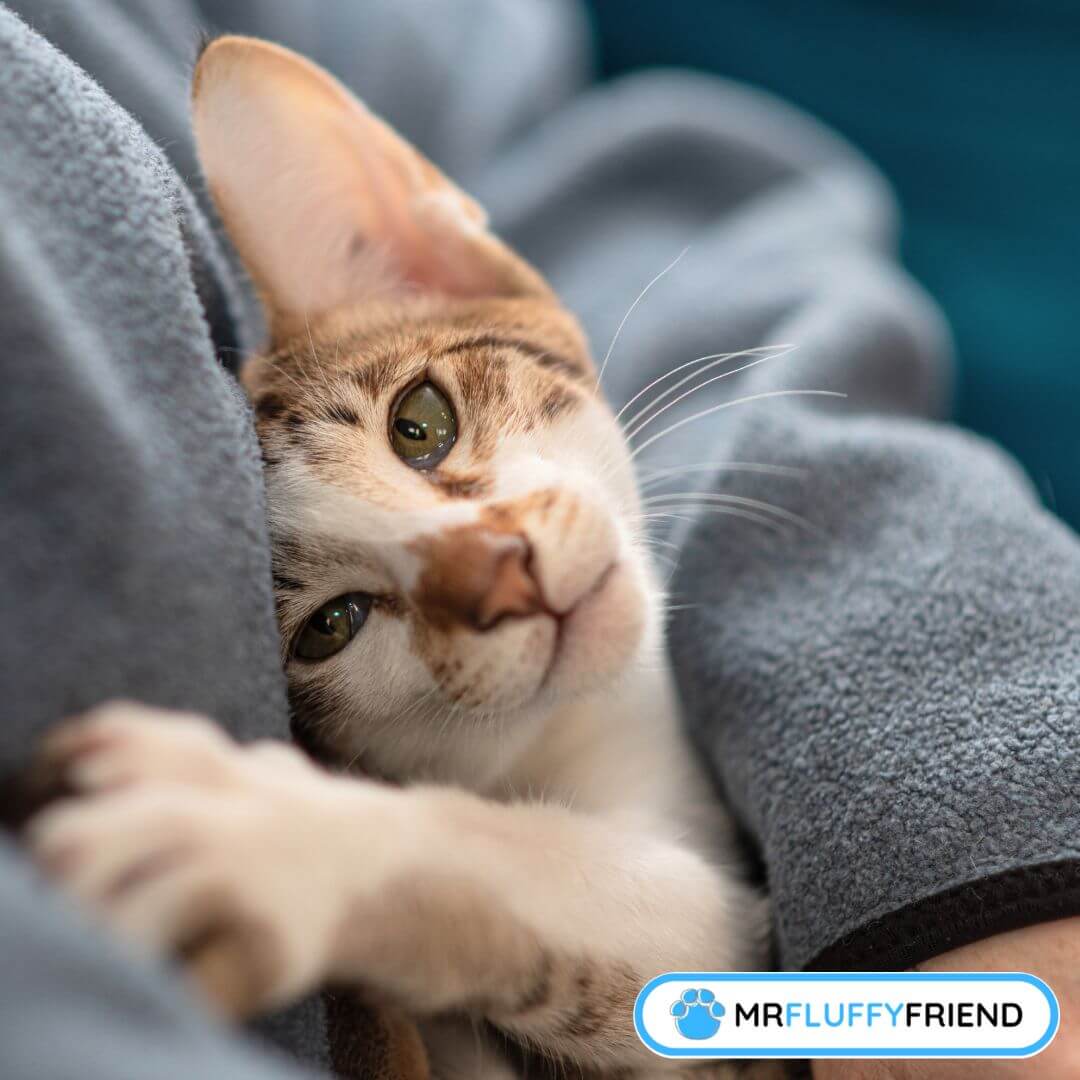 Clingy Cats Why Is My Cat So Clingy to Me Lately? MrFluffyFriend™