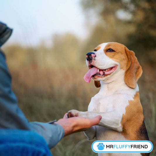 How to Train Your Dog With Anxiety