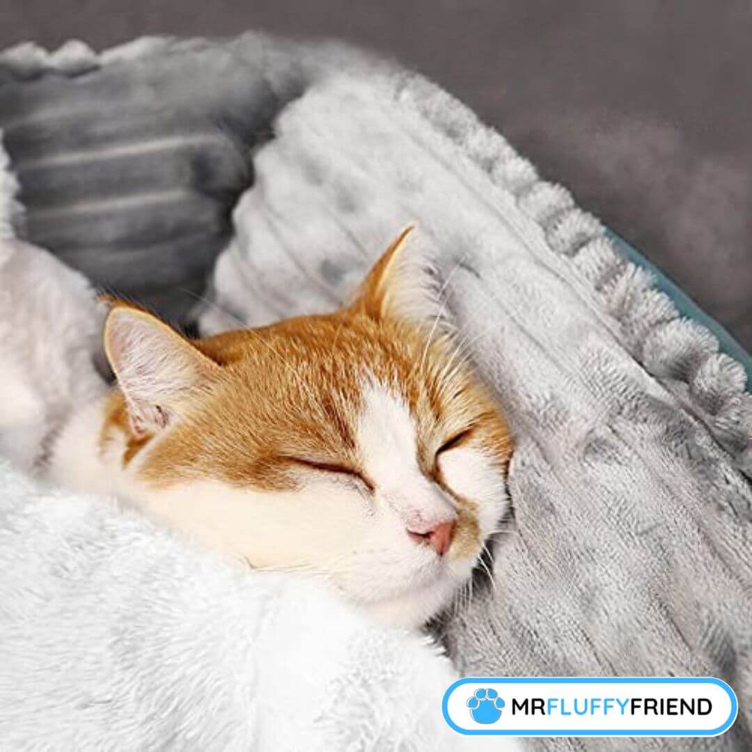 What Are the Best Blankets for Cats MrFluffyFriend