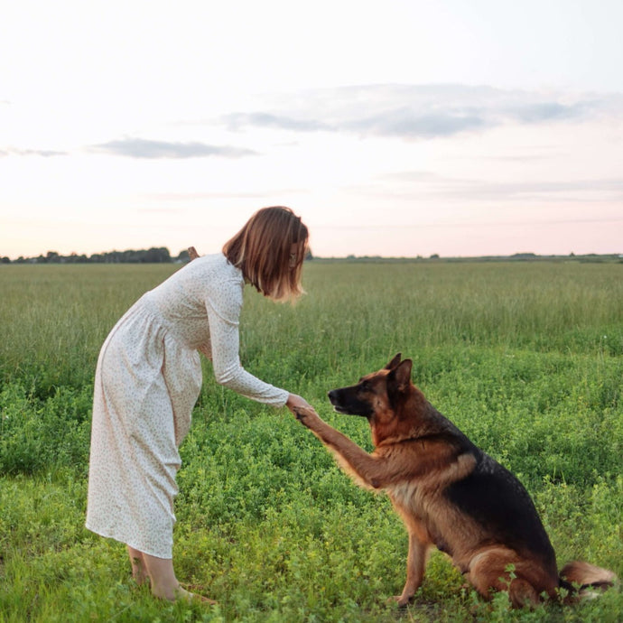 Dog Training 101: How To Make the Most Out of It!