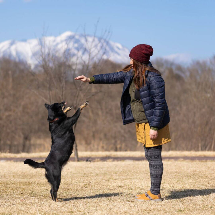 The Best Dog Tricks for Beginners