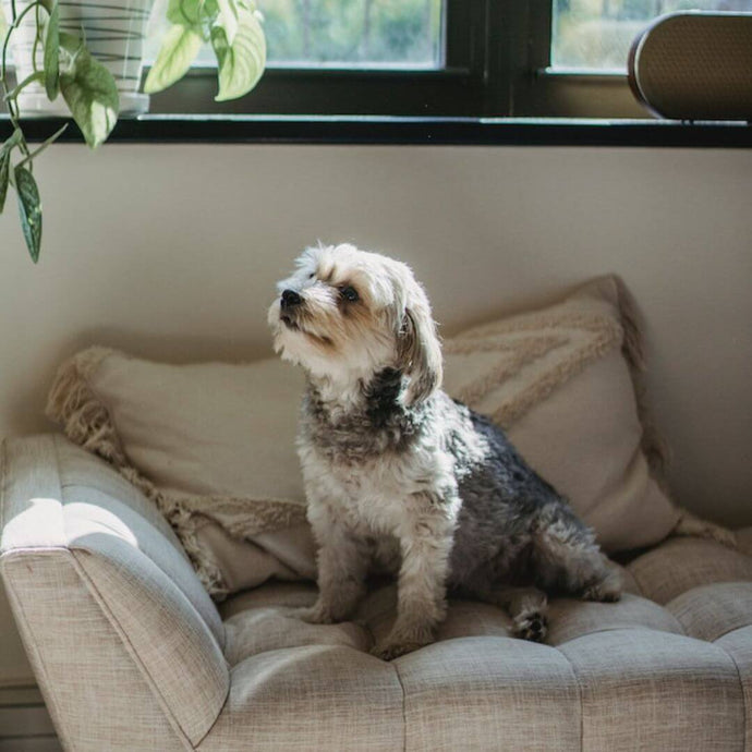 The 10 Best Small Dog Breeds for Apartments