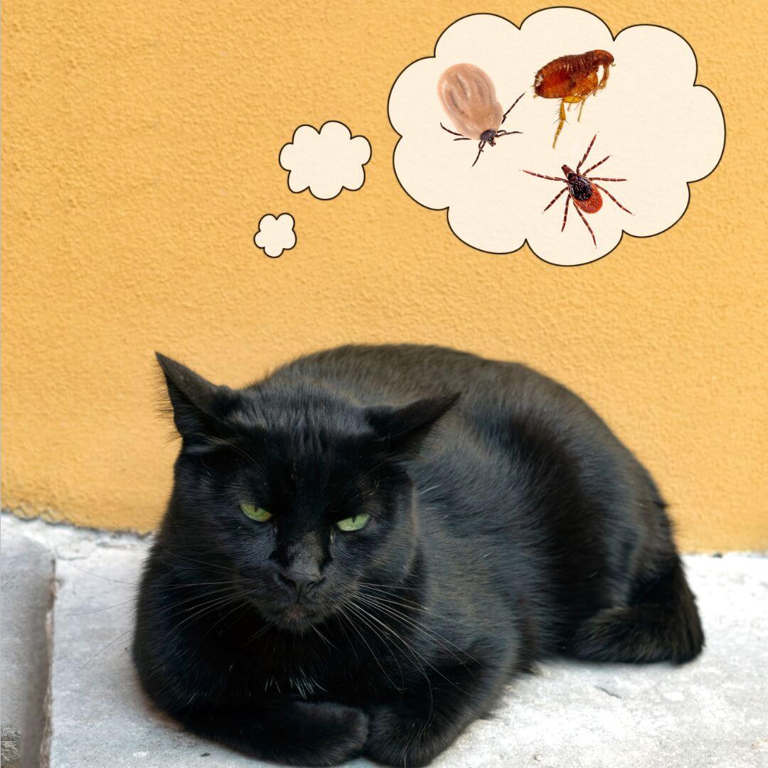 How Can Indoor Cats Get Fleas? MrFluffyFriend™