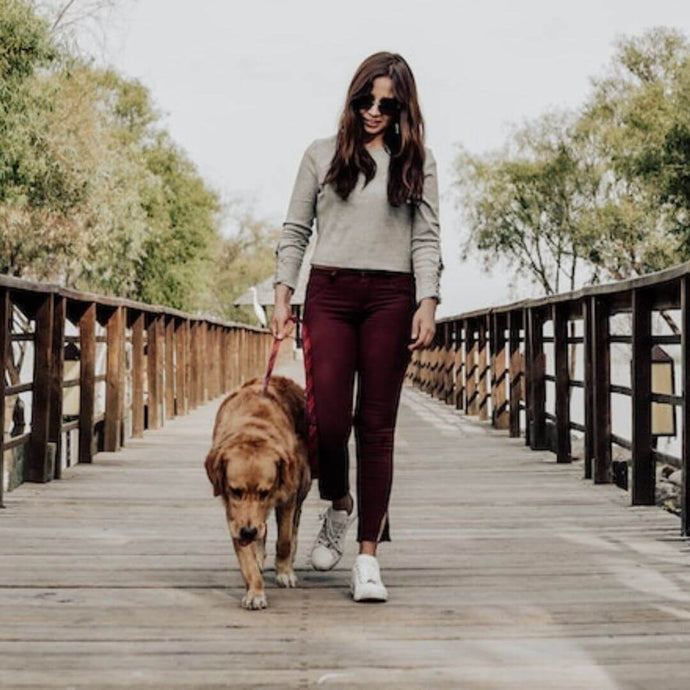 What You Should Know: The Benefits of Dog Walking