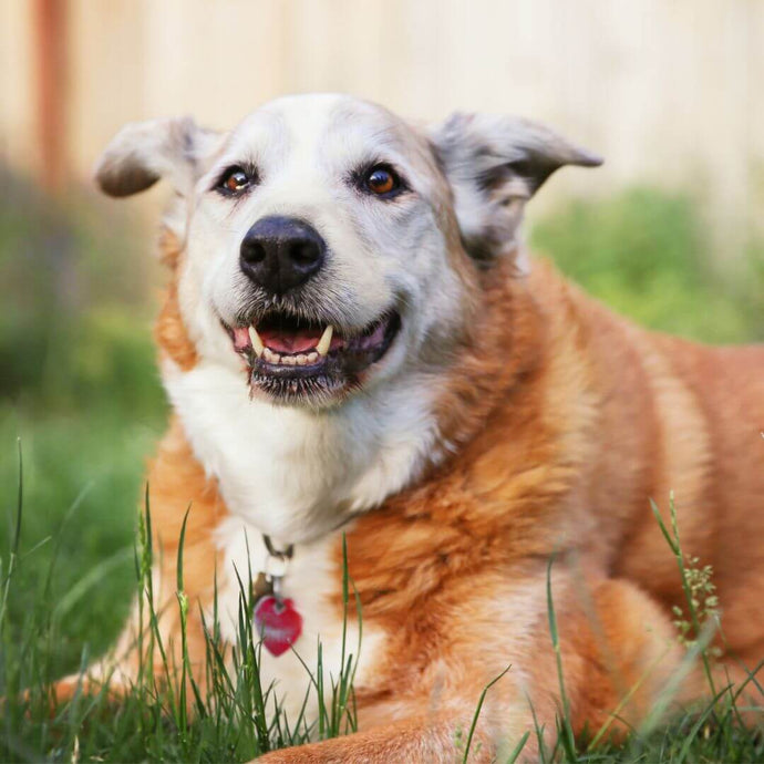 Simple Tips To Improve Your Senior Pet’s Life
