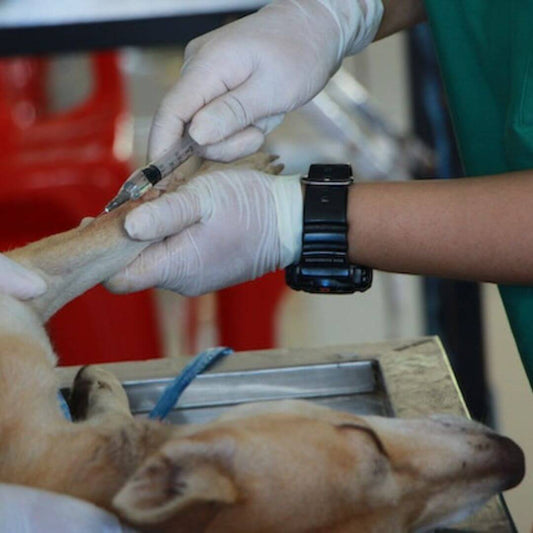 pet first aid