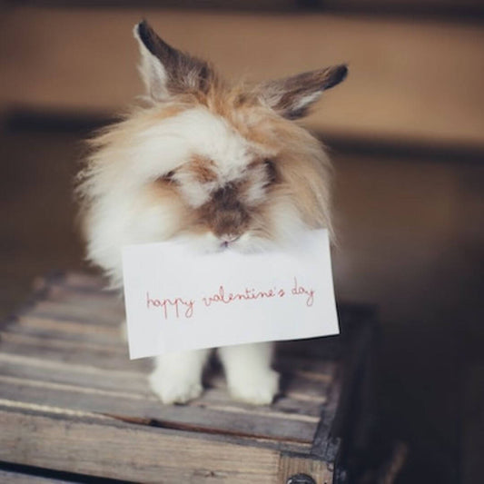 valentines day