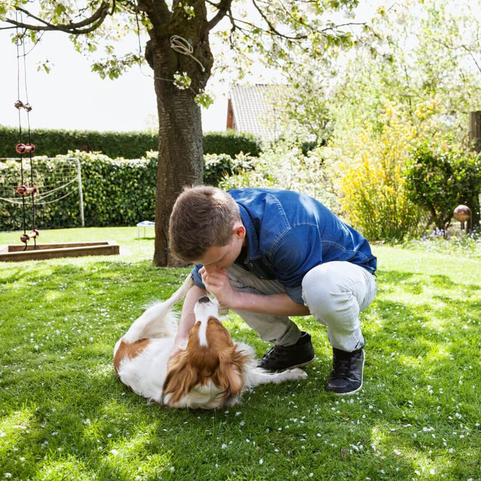 Choosing the Best Pet Safe Lawn Fertiliser