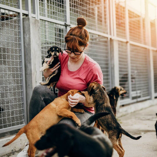 adopt a rescue pet