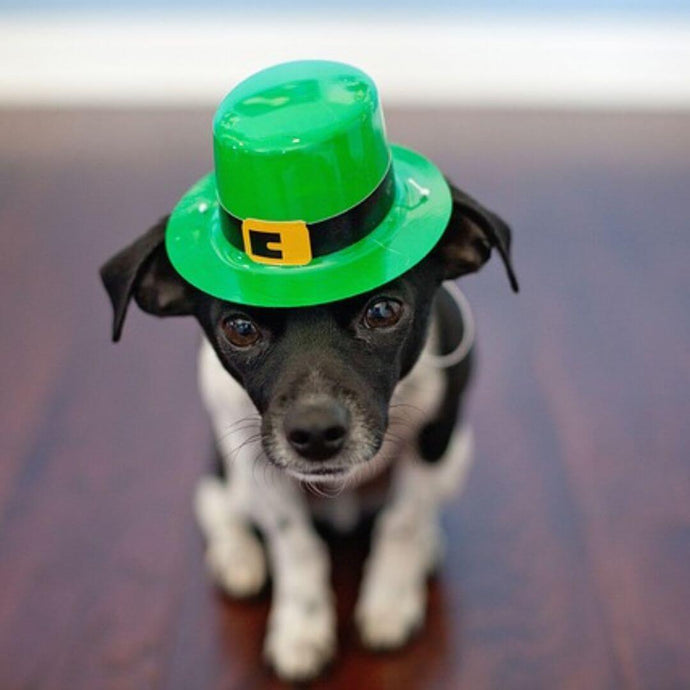 Celebrate St. Patrick's Day With Your Pet