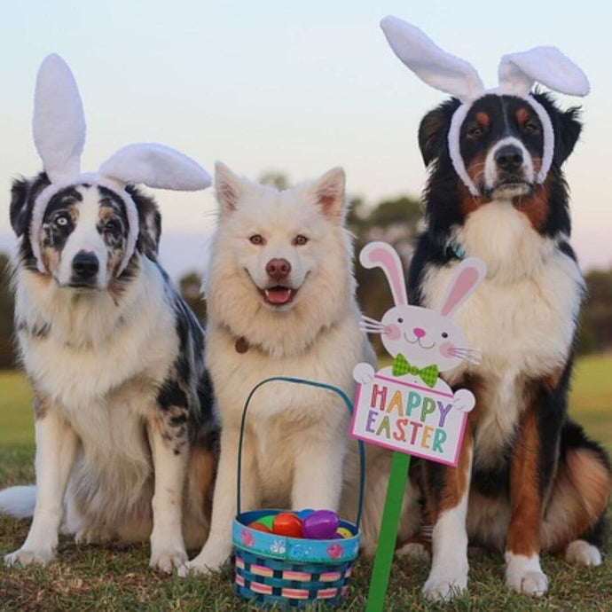 Easter Activities for Your Pets