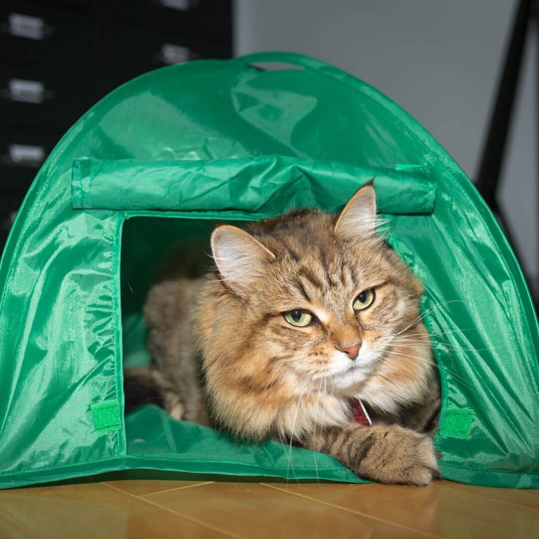 How To Take Your Cat Camping MrFluffyFriend™