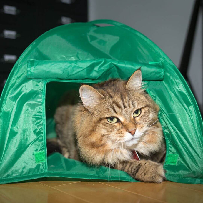 How To Take Your Cat Camping