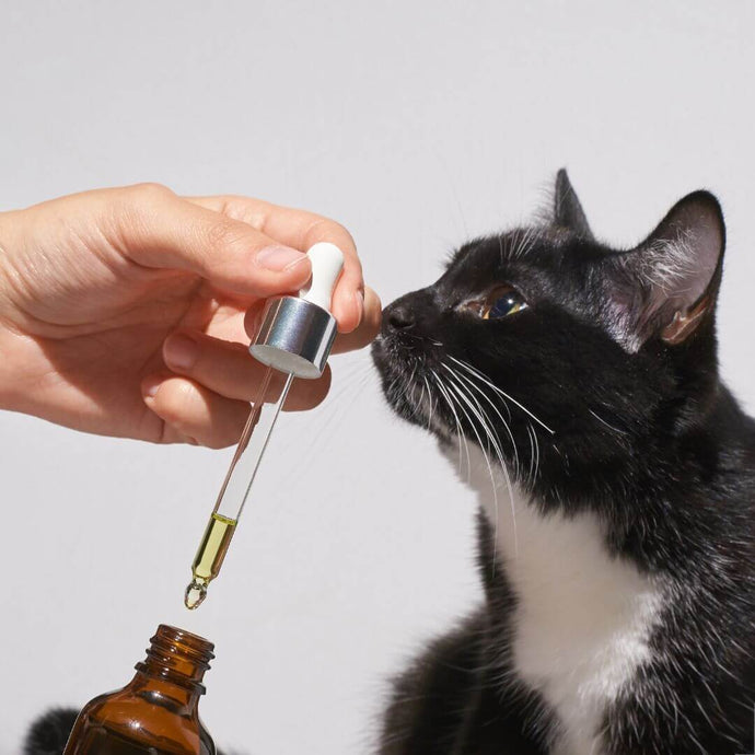 How To Give a Difficult Cat Liquid Medicine