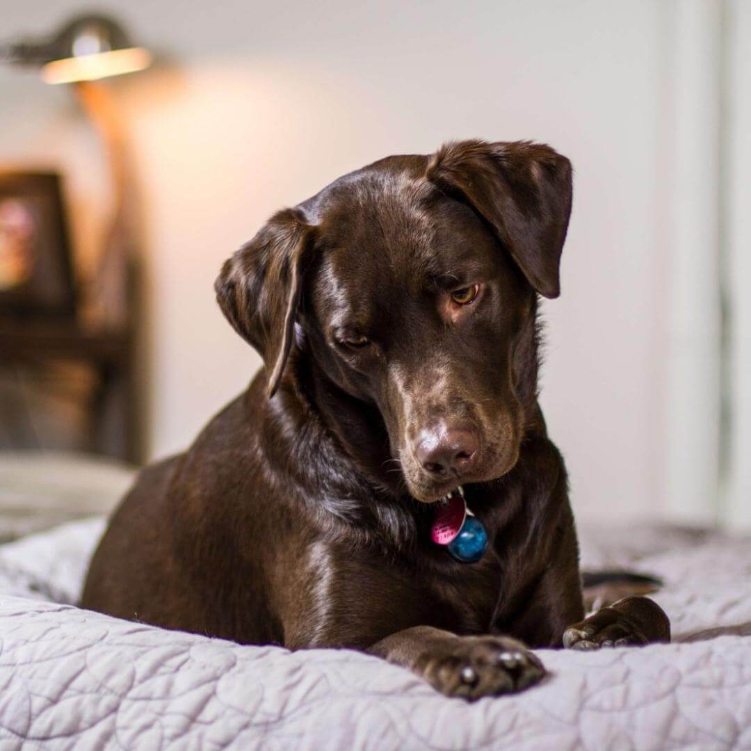 Should My Dog Sleep on My Bed? MrFluffyFriend™