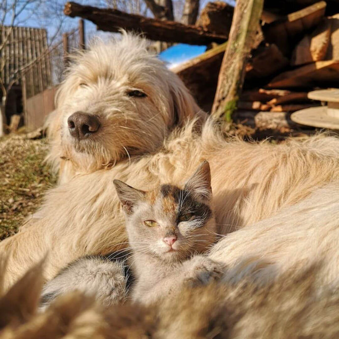 10 Cat Breeds That Get Along With Dogs