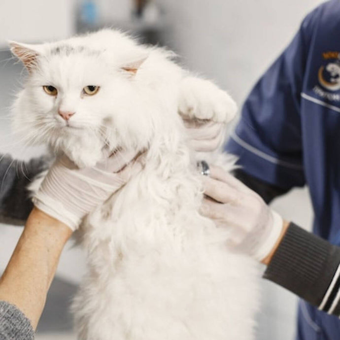 10 Signs and Symptoms of a Sick Cat