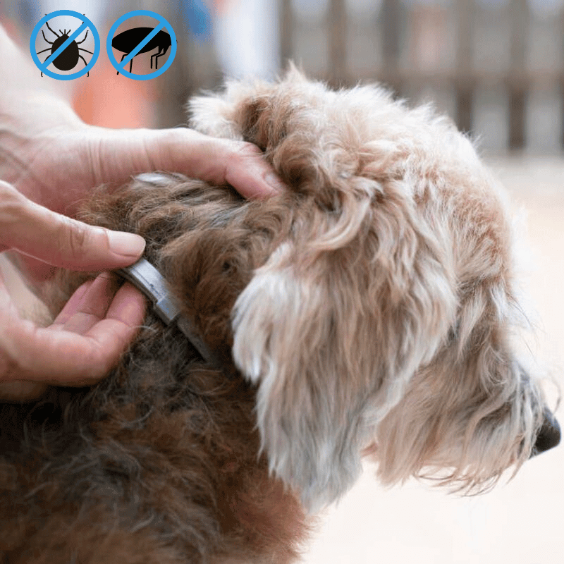 Pawsafe flea and tick collar hot sale