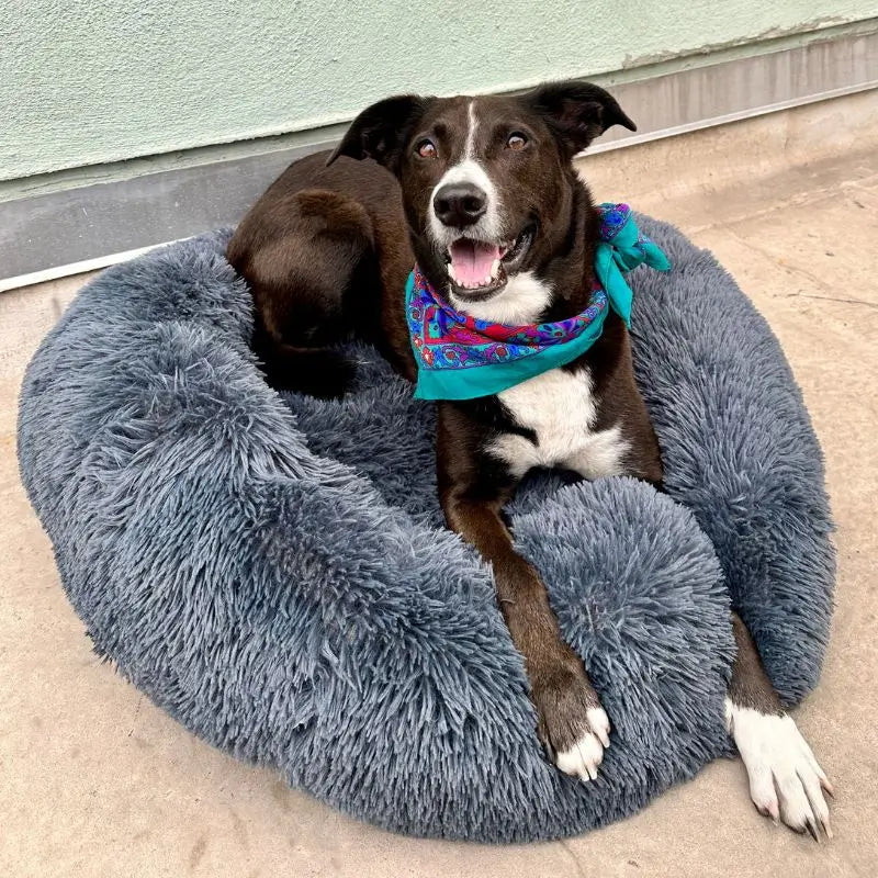 Dog laying on fluffy dog bed in dark grey color