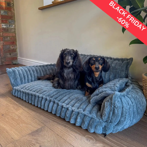 Do you want to give your dog the comfort he deserves?