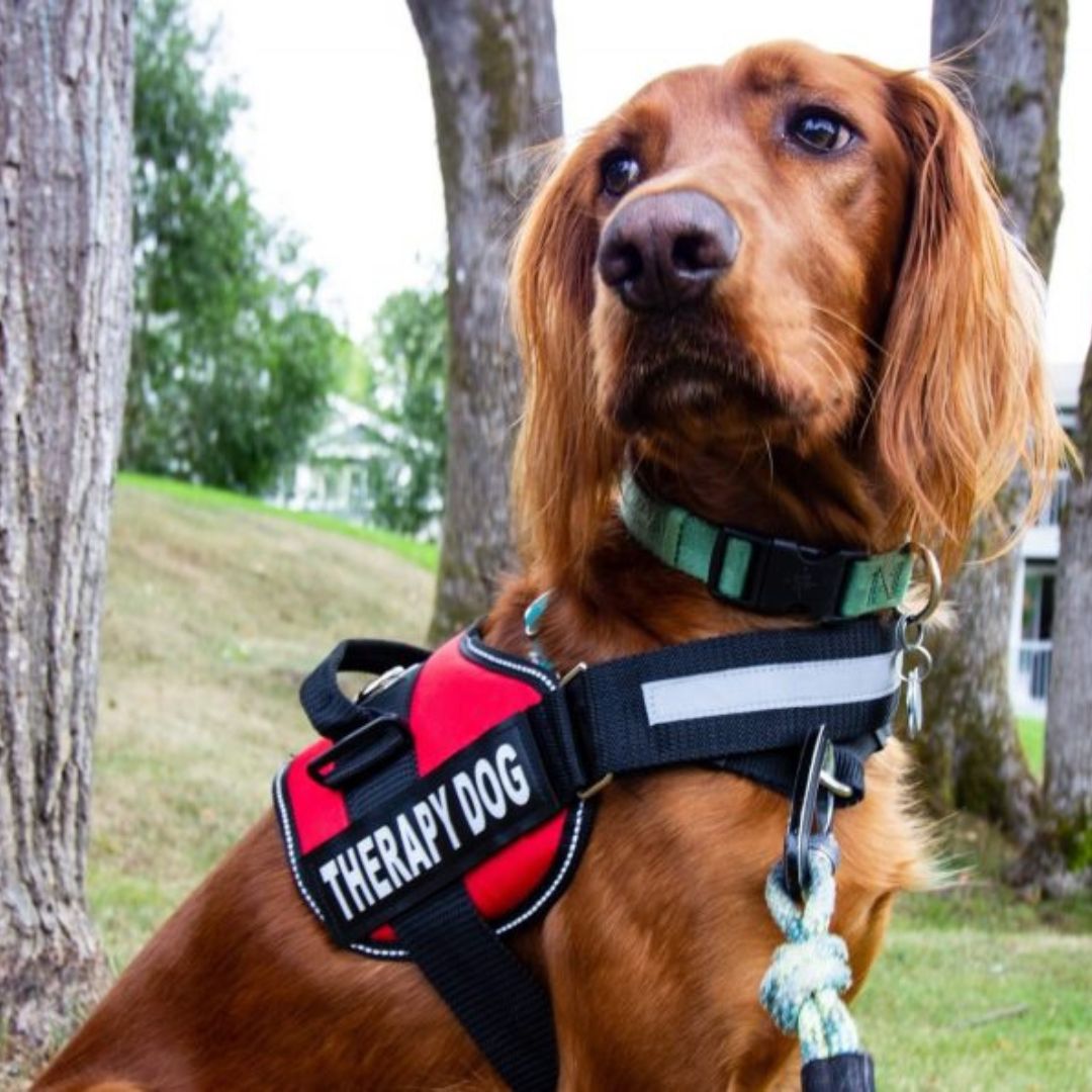 MrFluffyFriend™ - Customisable Power Harness